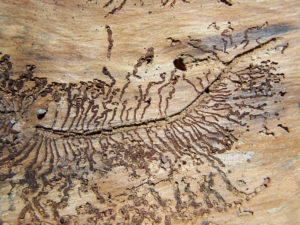 Termite Damage Pest Control Garrett County