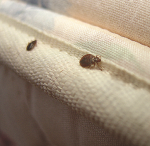 bed bug treatments oakland md