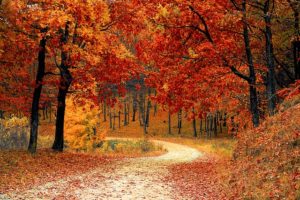 pest control oakland md