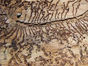 Pest Control Termite Damage Garrett County McHenry Oakland Accident Deep Creek Lake
